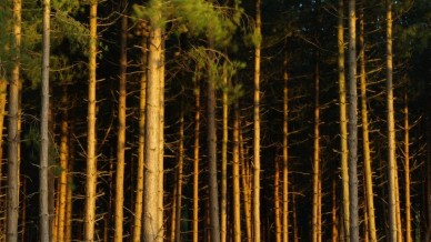 Целебная гостиница))